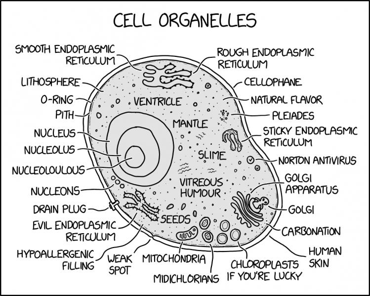File:cell organelles 2x.png