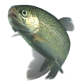 trout.png